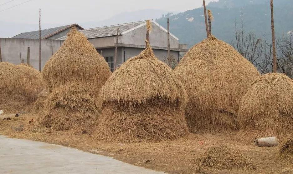 稻草是农家的宝烧火垫床编物件饲牛搓绳可肥田