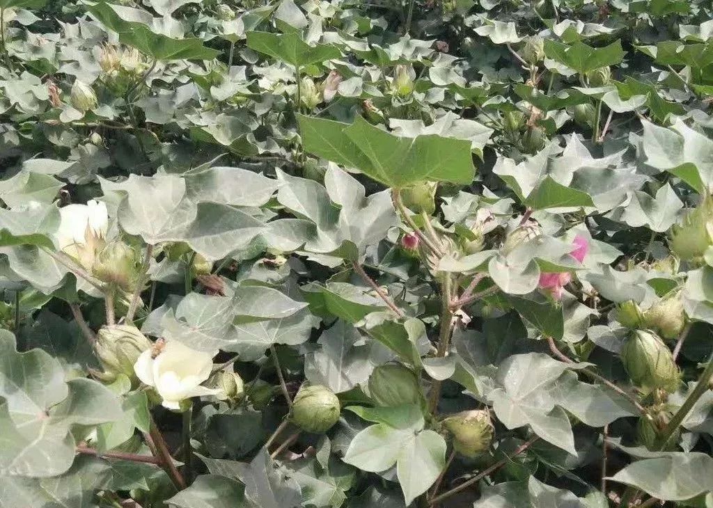 什么是棉花贪青晚熟为什么如何防治