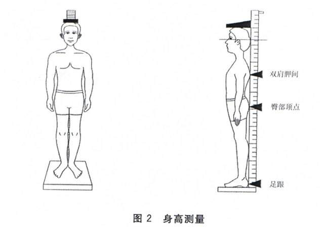 婴儿身高测量方法图解图片