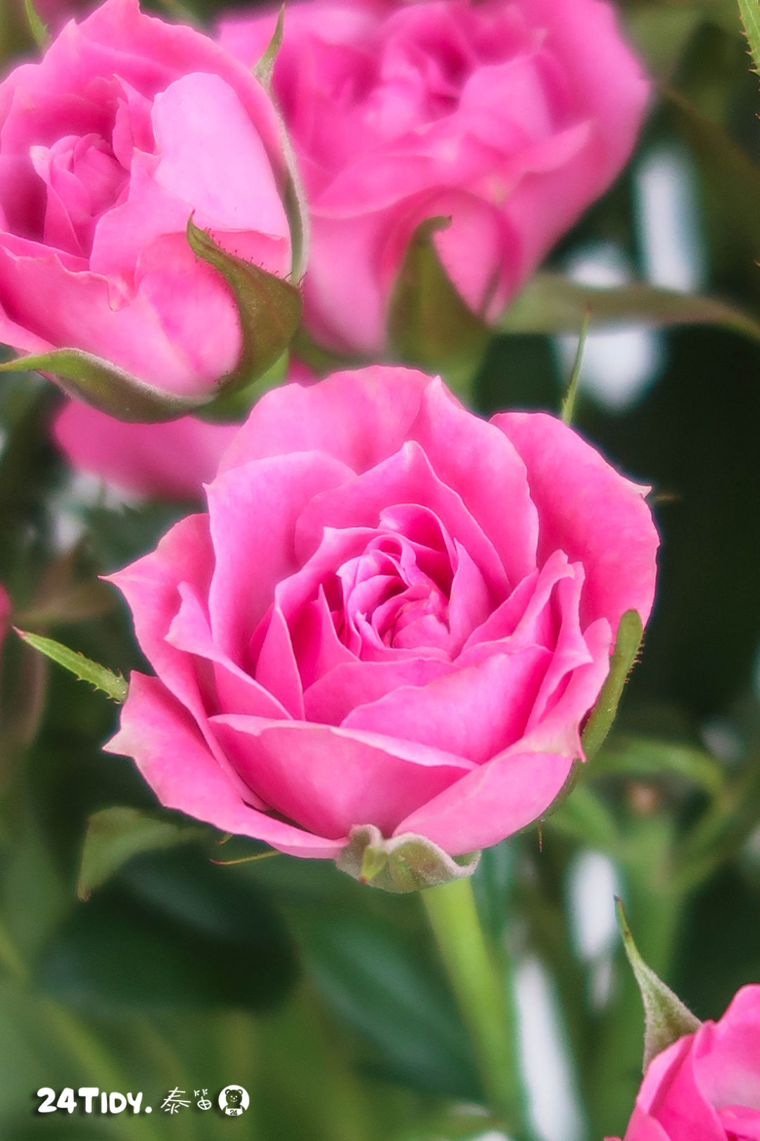 多头玫瑰大赏惊艳缤纷点燃夏末