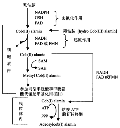 不同形式维生素b12之间的代谢转化