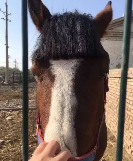 理发小伙回农村看马圈,结果犯职业病,当场给马剪了个"平刘海"