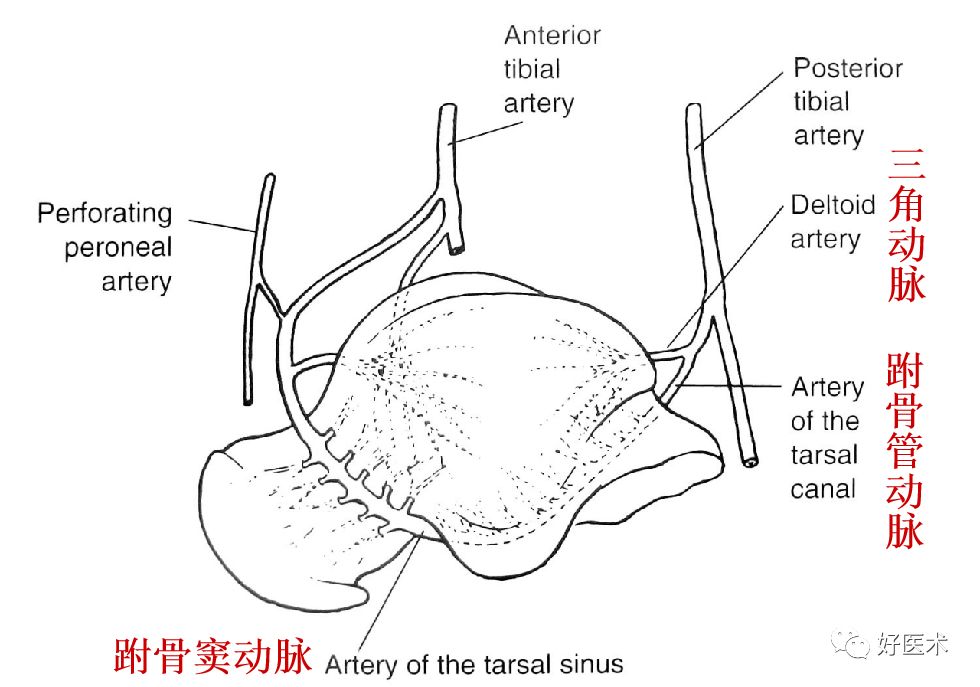 距骨骨折的治疗方法全解析值得一看
