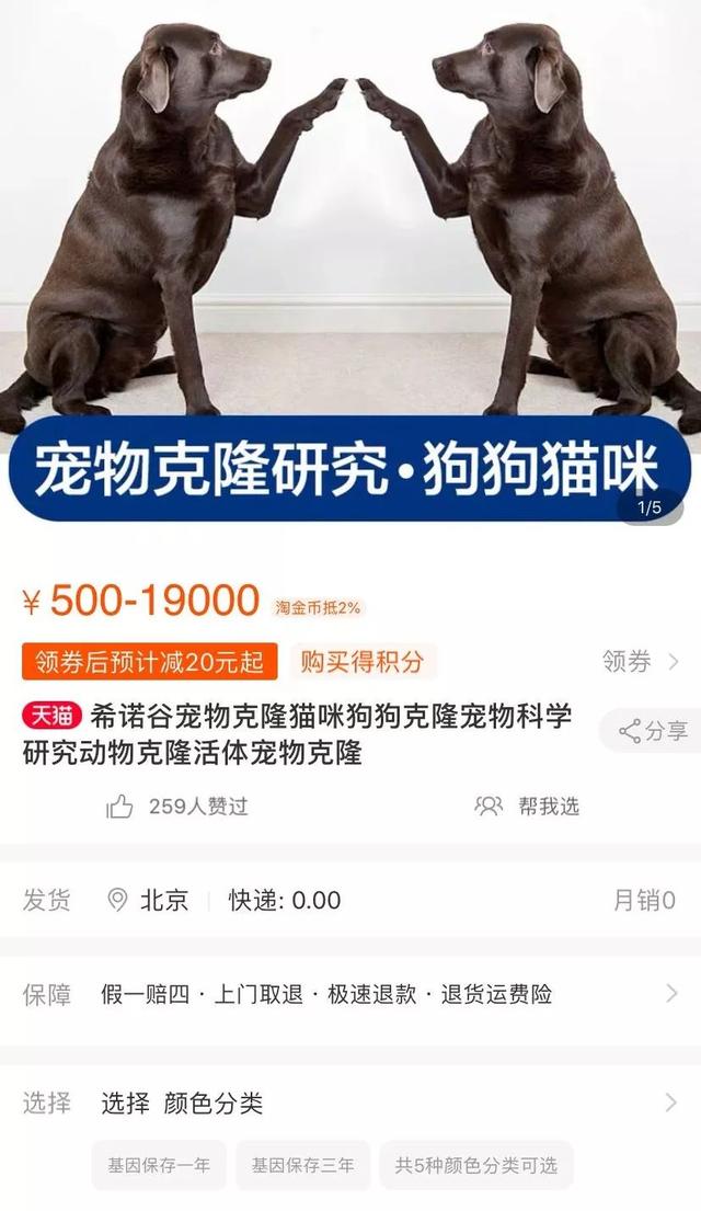 95后猫奴花25万元克隆爱猫大蒜你还吸得起吗