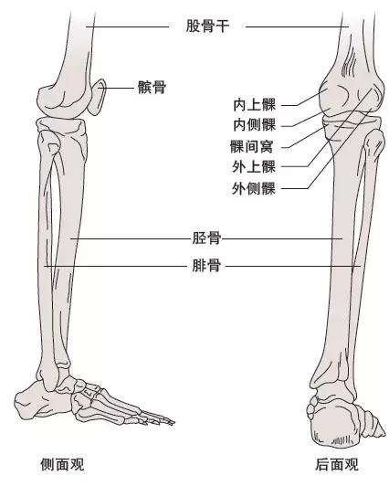 髌骨的准确位置图片图片