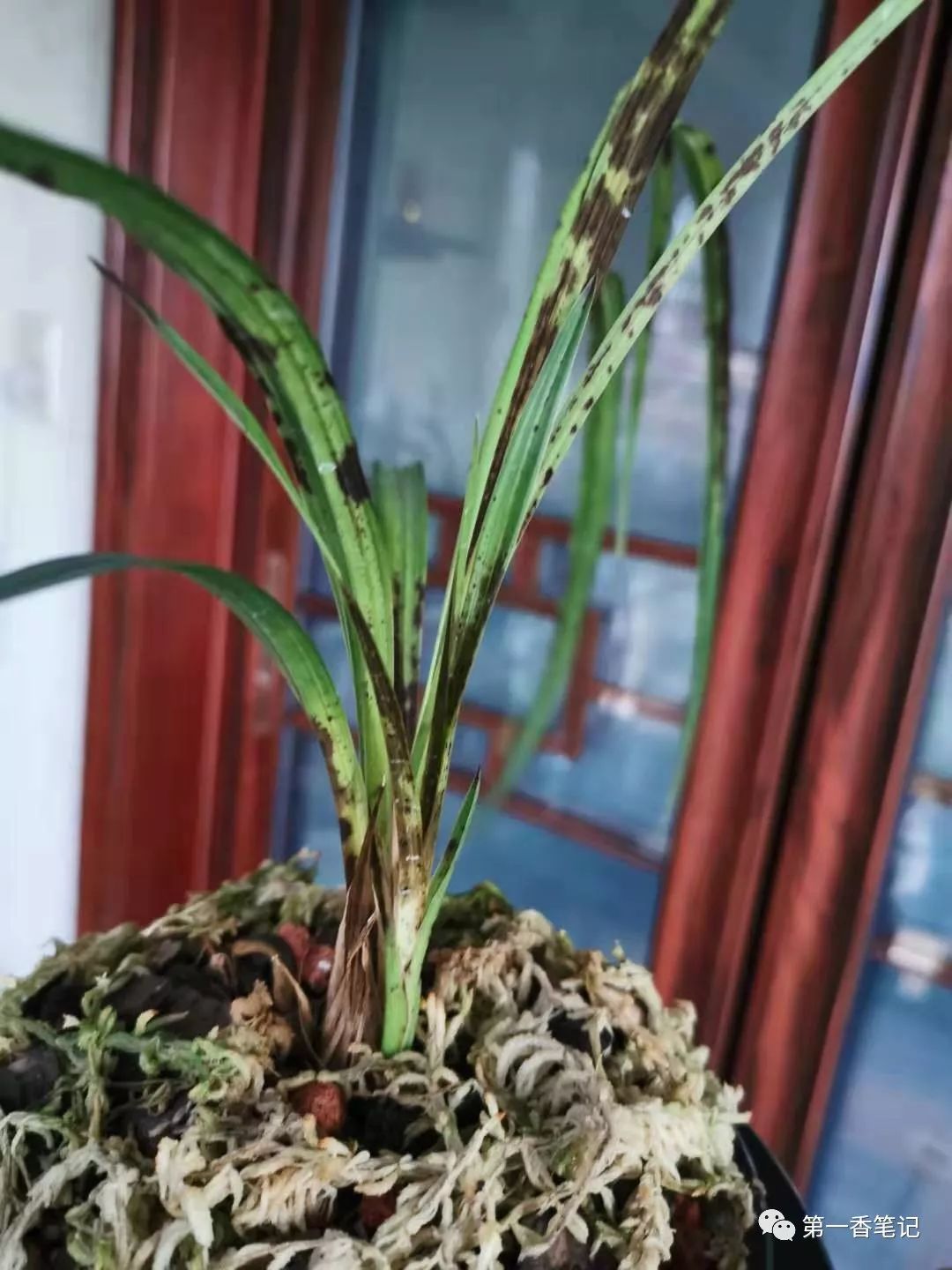 艺兰频道一九一兰花栽培管理中错把药害当病害误判的后果