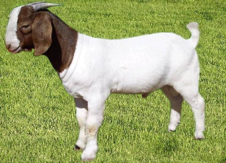 关于波尔山羊的谚语这些都是哲理