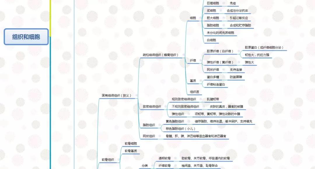 叮咚你有一份運動解剖學思維導圖需要查收