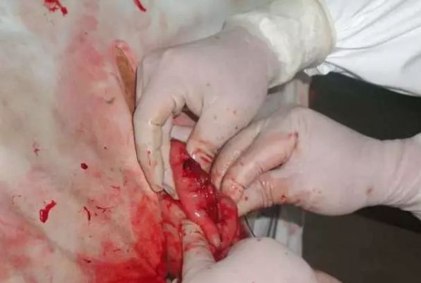 手把手教你瘤胃切开术全图文