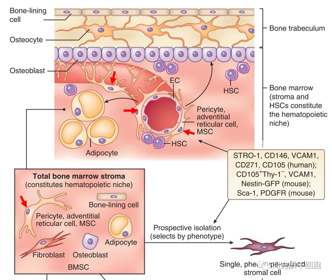 血窦是骨髓中三维血管周围基质间隔的一部分,在骨骼的器官形成过程中
