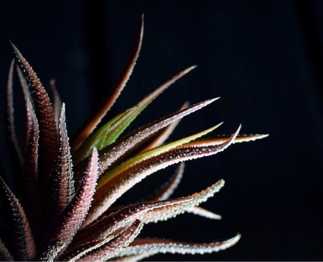 竟然有植物长着章鱼般的触手?拉一下还挺有弹性