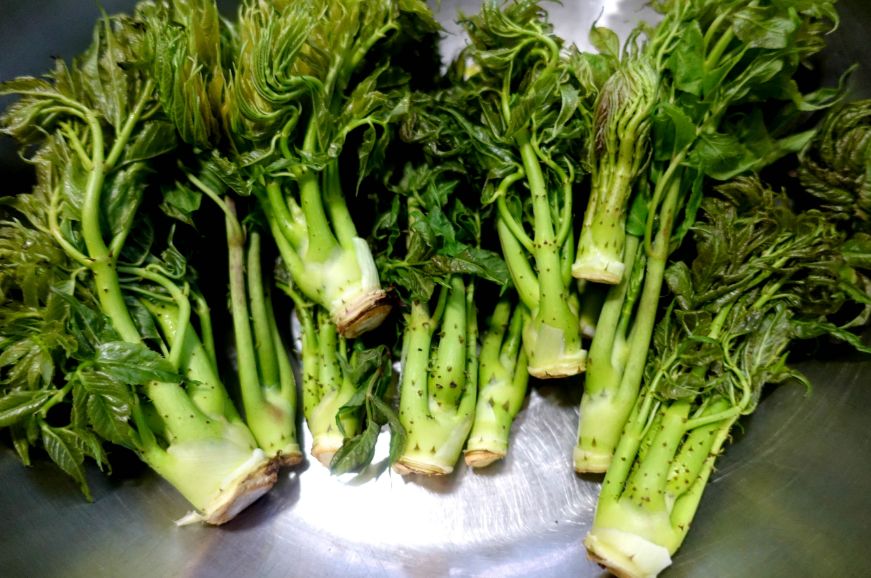 刺嫩芽又叫刺龙芽,辽东楤木,主要生长在灌木丛中和林中空地.