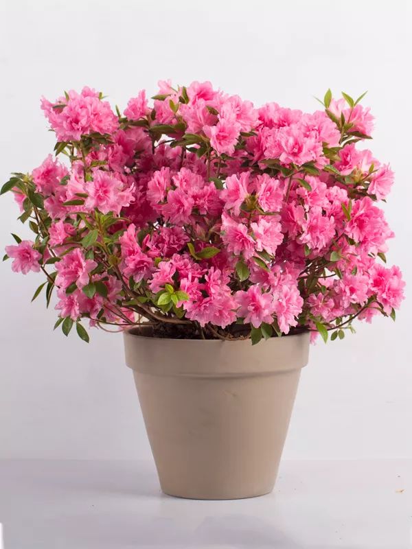 试种报告 | 安酷杜鹃耐寒性测试总结_花友