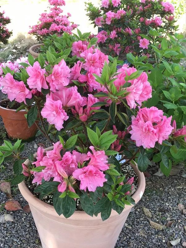 试种报告 | 安酷杜鹃耐寒性测试总结_花友