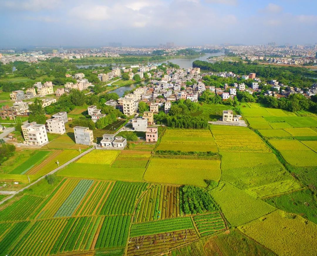 阳江乡村振兴工作获通报表扬在省考核中综合评价等次为好