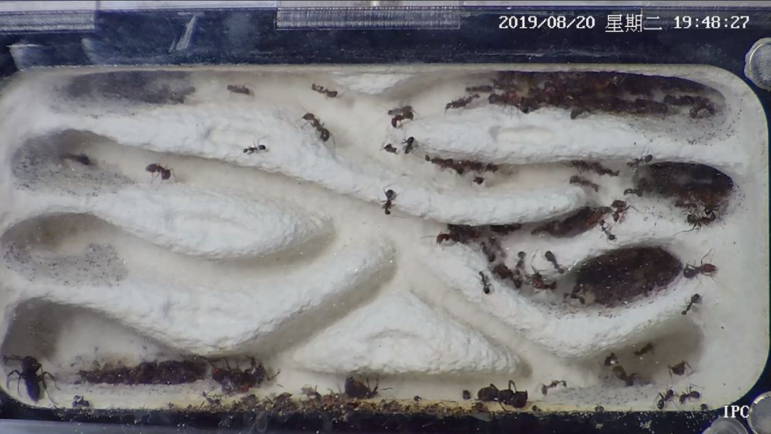 这场蚂蚁大战我服了