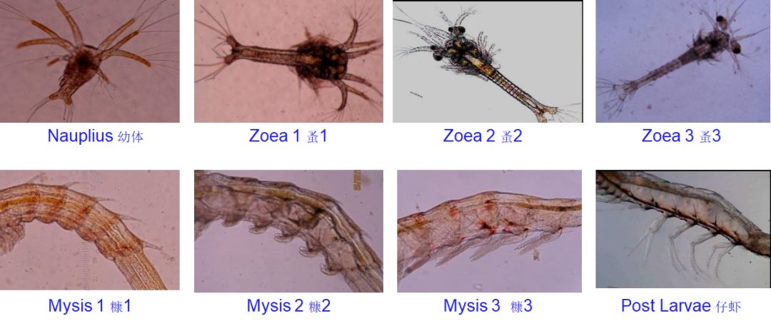 虾的成长过程图解图片