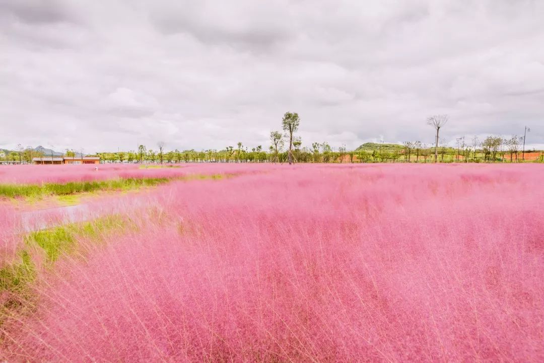 长沙妹坨再忍忍吧还过半个月这45000m05粉黛花海就开啦