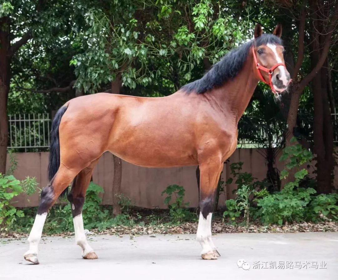 精品温血马——珍妮已售