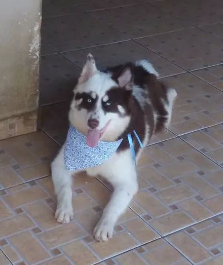 网友晒出哈士奇和边牧的混血儿然而这狗子的颜值真是一言难尽了