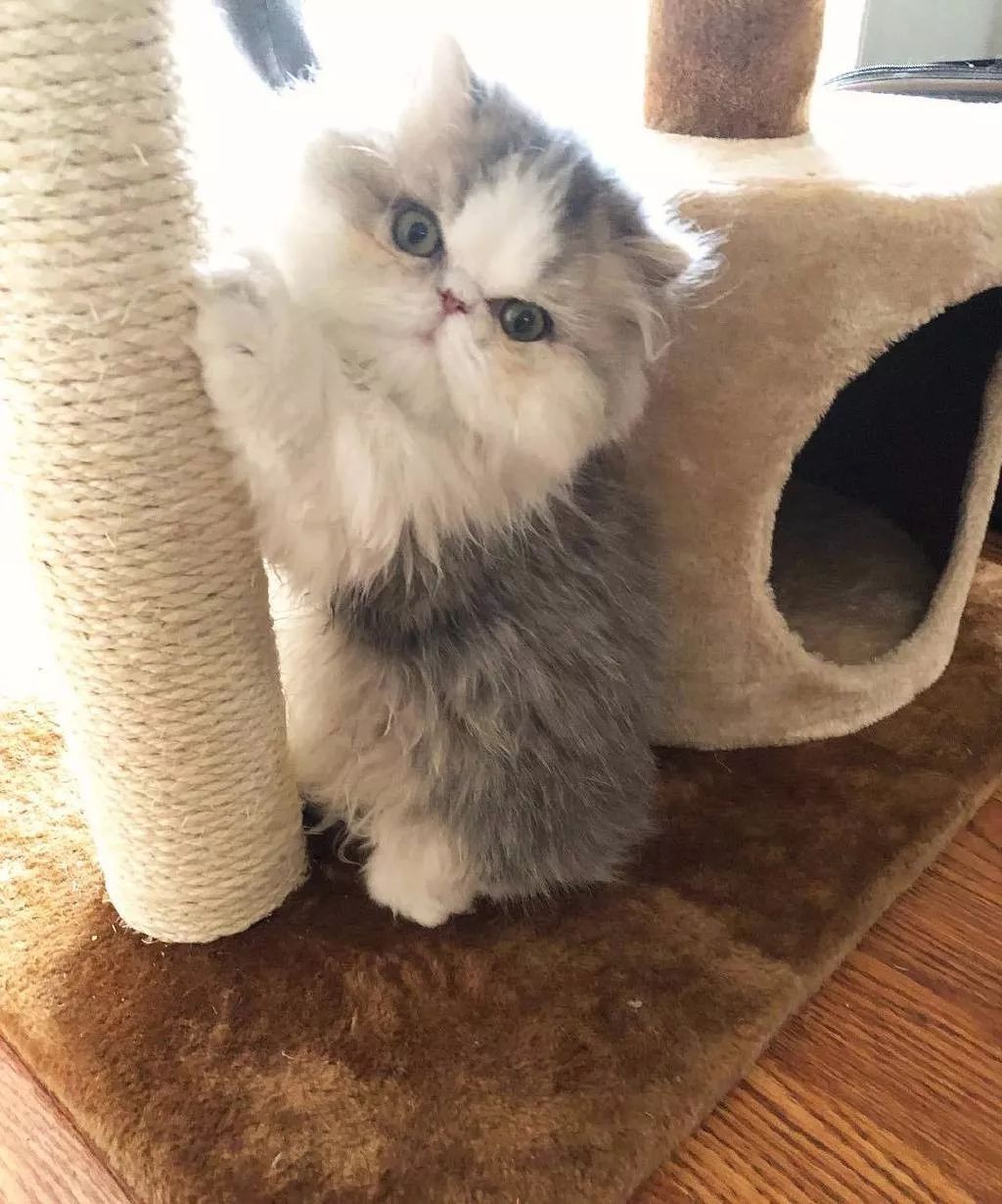 圆滚滚的大脸猫猫,实在是太可爱了!