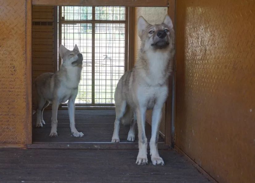 金秋10月,资溪新增景点--野狼谷,正式营业!
