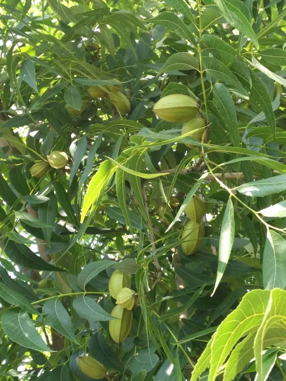 黑斑病害苦果农建德薄壳山核桃防治技术全国领先