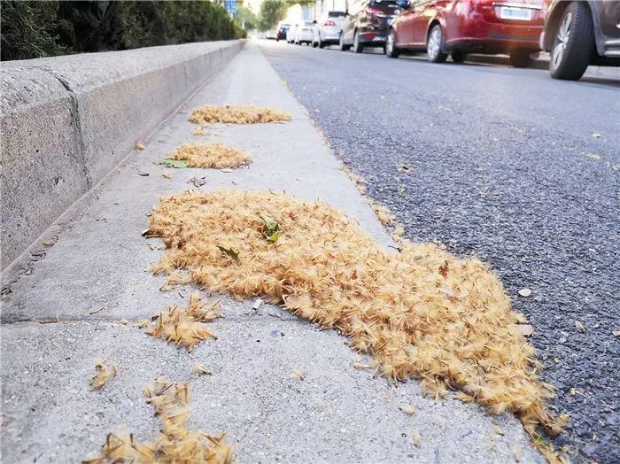 【园林植物】带刺的飘絮——无须怨杨柳法桐难辞咎_树种