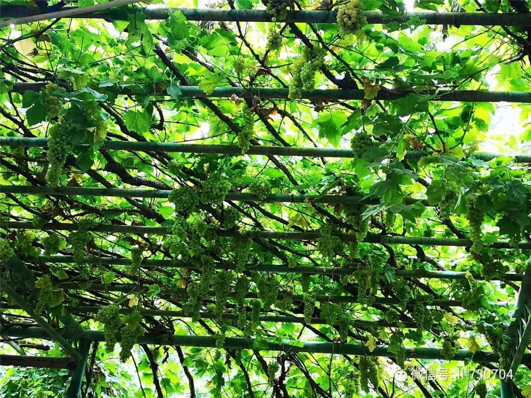 家家凉棚上架着葡萄,一串串的葡萄从架上坠落下来.