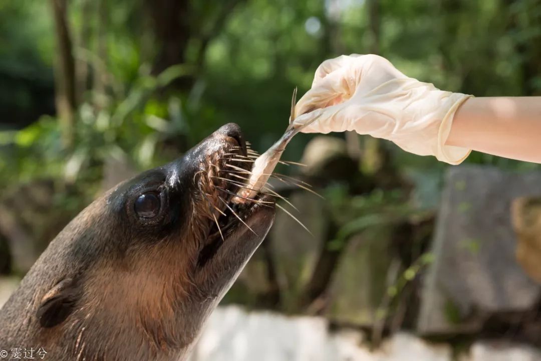 你们有海狮表演吗顶球球跳舞的那种