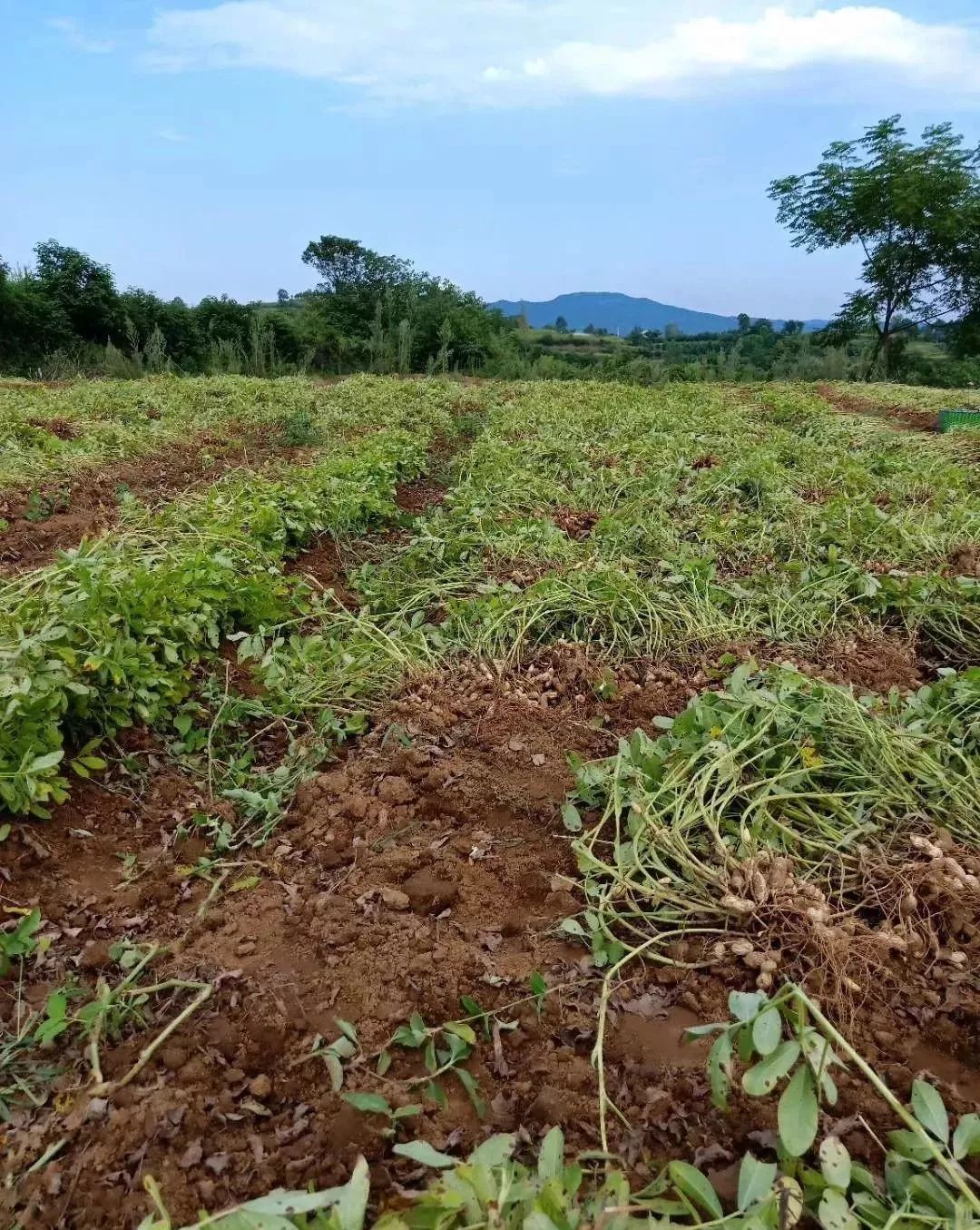 地里的花生熟了临武人还记得小时候扯花生那些事吗