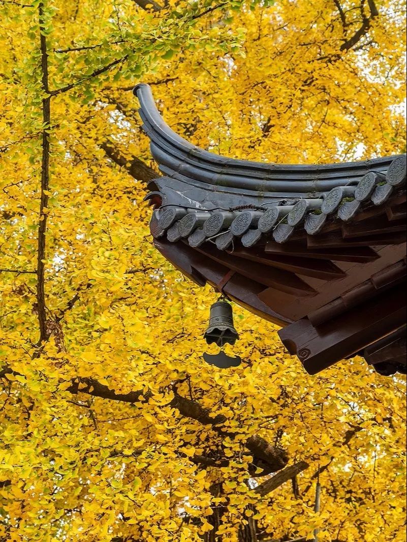 霸占了江南最美的秋天,这4个小众地即将美成仙境!