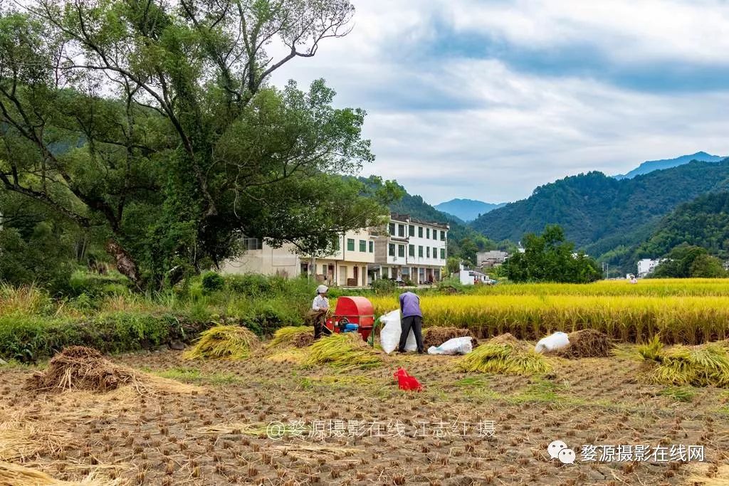 高處俯拍下的浙源全景也特顯得大氣嶺腳高處俯拍的村落稻香秋之黃山