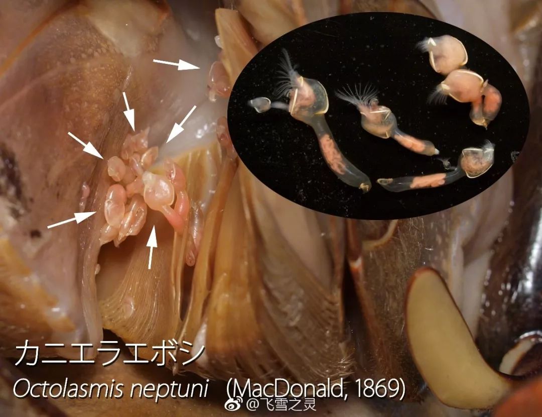 除了梭子蟹,前阵子,还有网友报料说,在小黄鱼身上也发现了寄生虫.