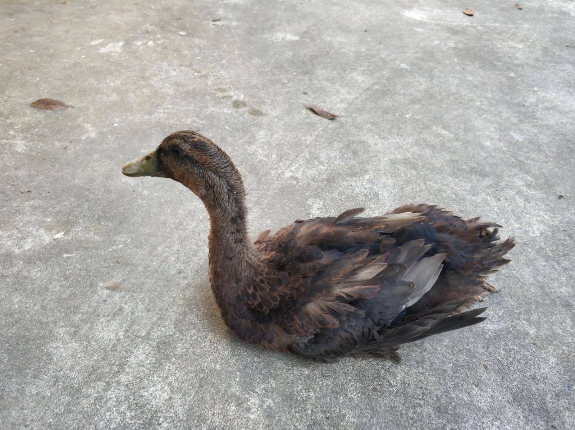 青豆烧鸭小鸭子养成记