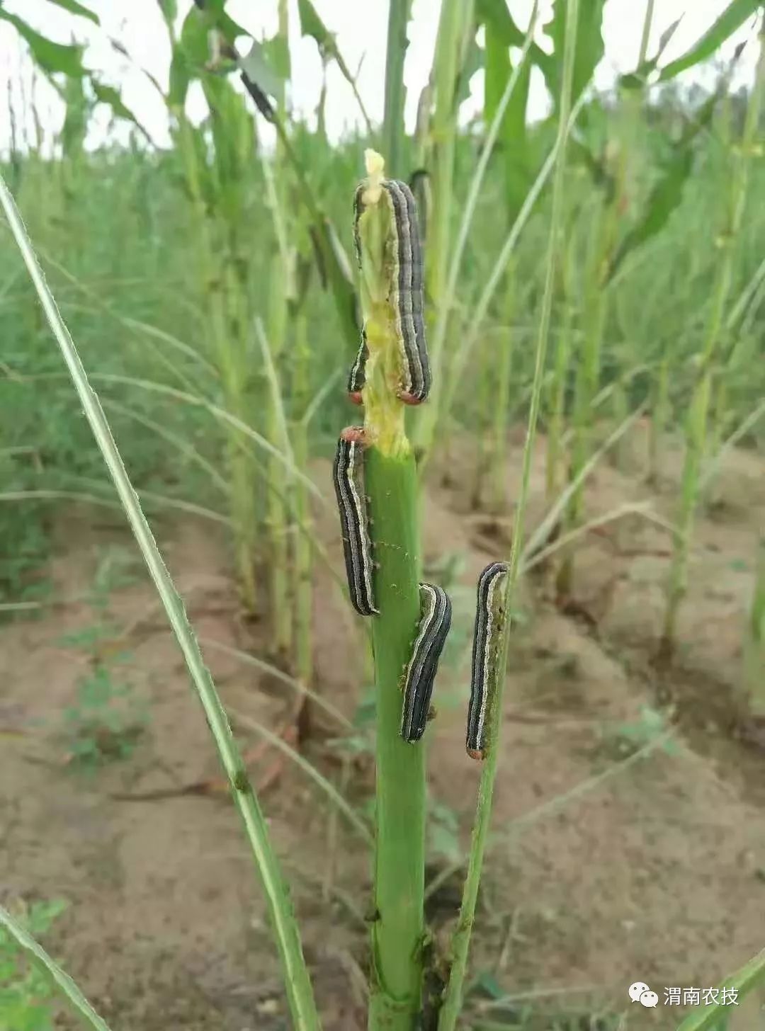 粘虫生活史图片