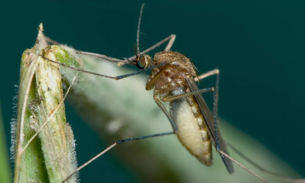 蚊子是你的朋友║刘洪顺
