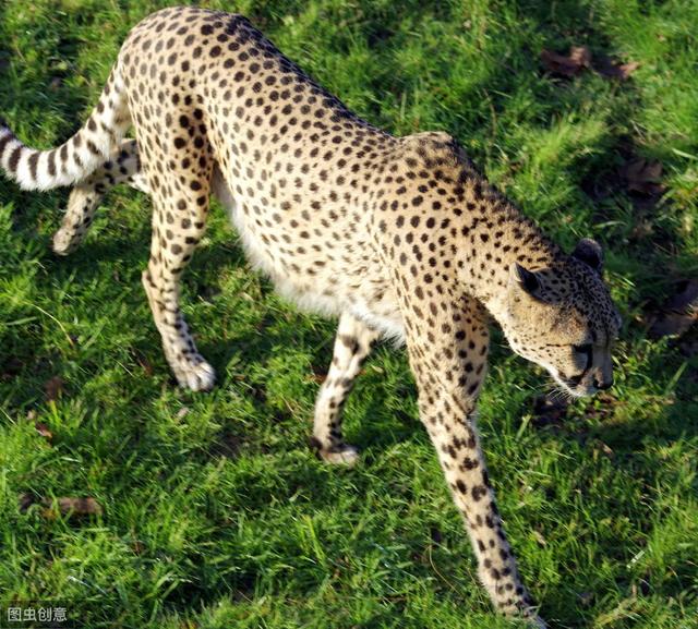 北美最聪明的霸主美洲豹