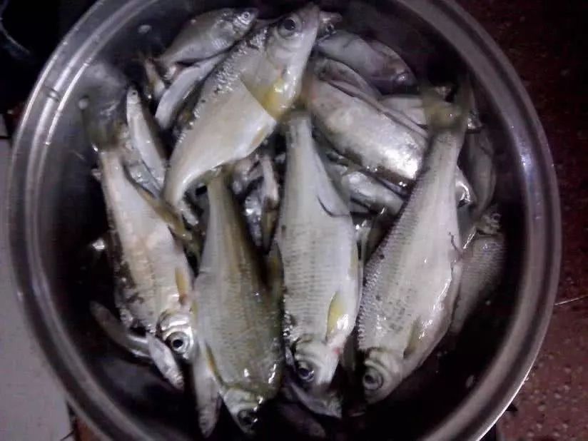 此鱼餐条大小肚子很大手感很好本地钓友叫它大眼妹