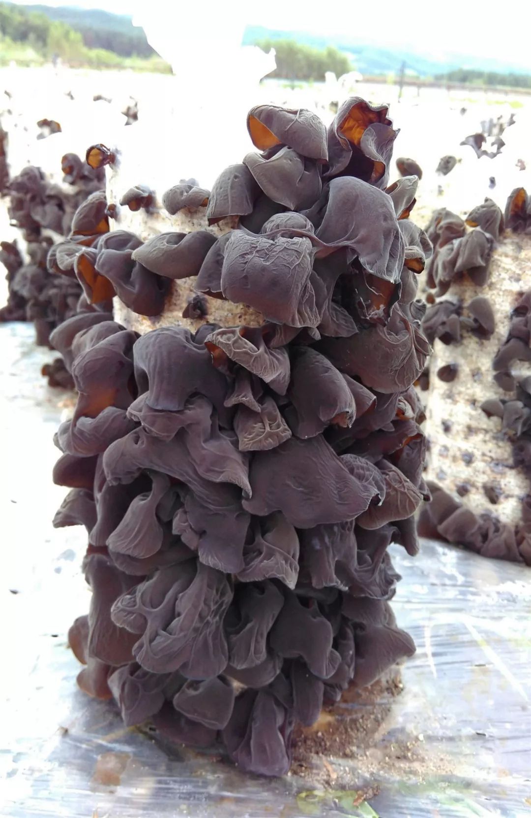 特产项目签约民族特色浓郁以"长白明珠61圣洁安图"为主题的安图县建