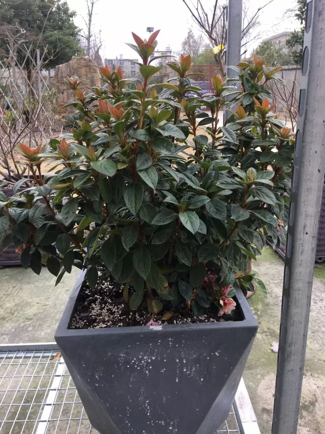 试种报告安酷杜鹃耐寒性测试总结