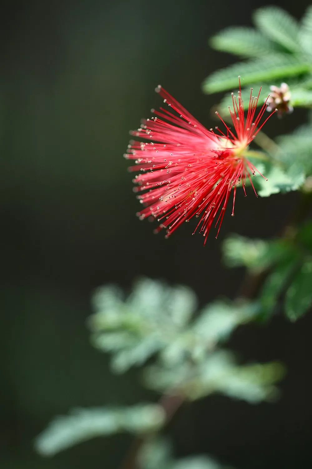拍摄了三天,终于拍到姬合欢花开瞬间.