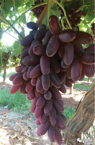 澳洲美人指,scarlotta seedless):源于美国最新登记葡萄品种,大果穗