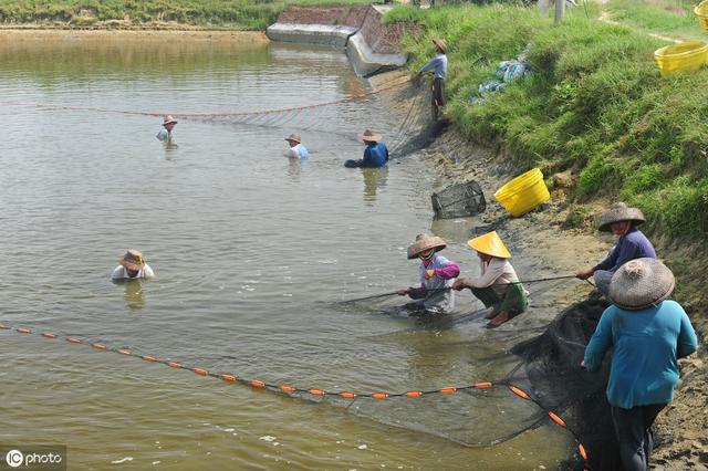 池塘養魚與水肥等的關係