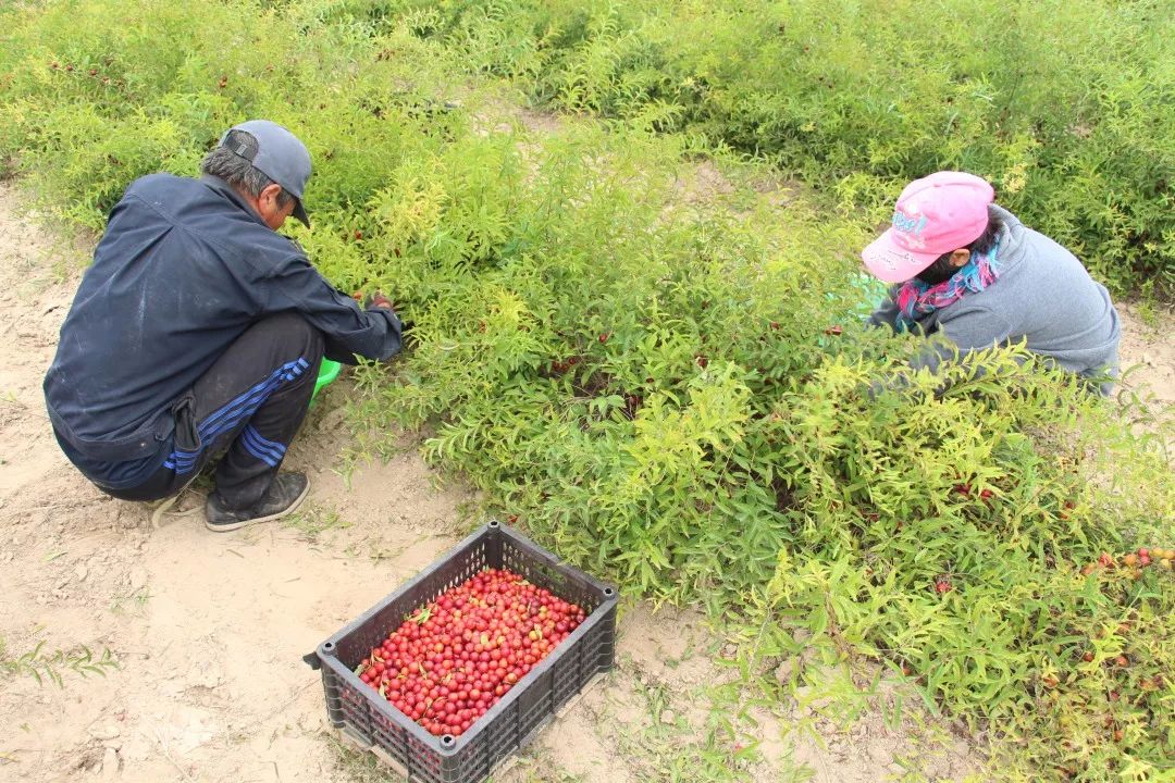 关注新品来啦中旗种植的欧李榨成果汁了