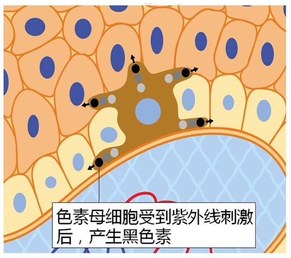 如果肌肤长期处于日晒环境中,色素母细胞会自动分泌黑色素以防护肌肤