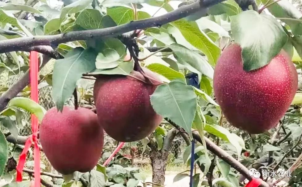 中國武邑首屆紅梨文化節開幕