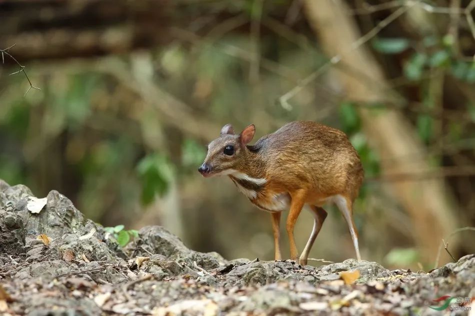 云南西双版纳的森林精灵鼷鹿