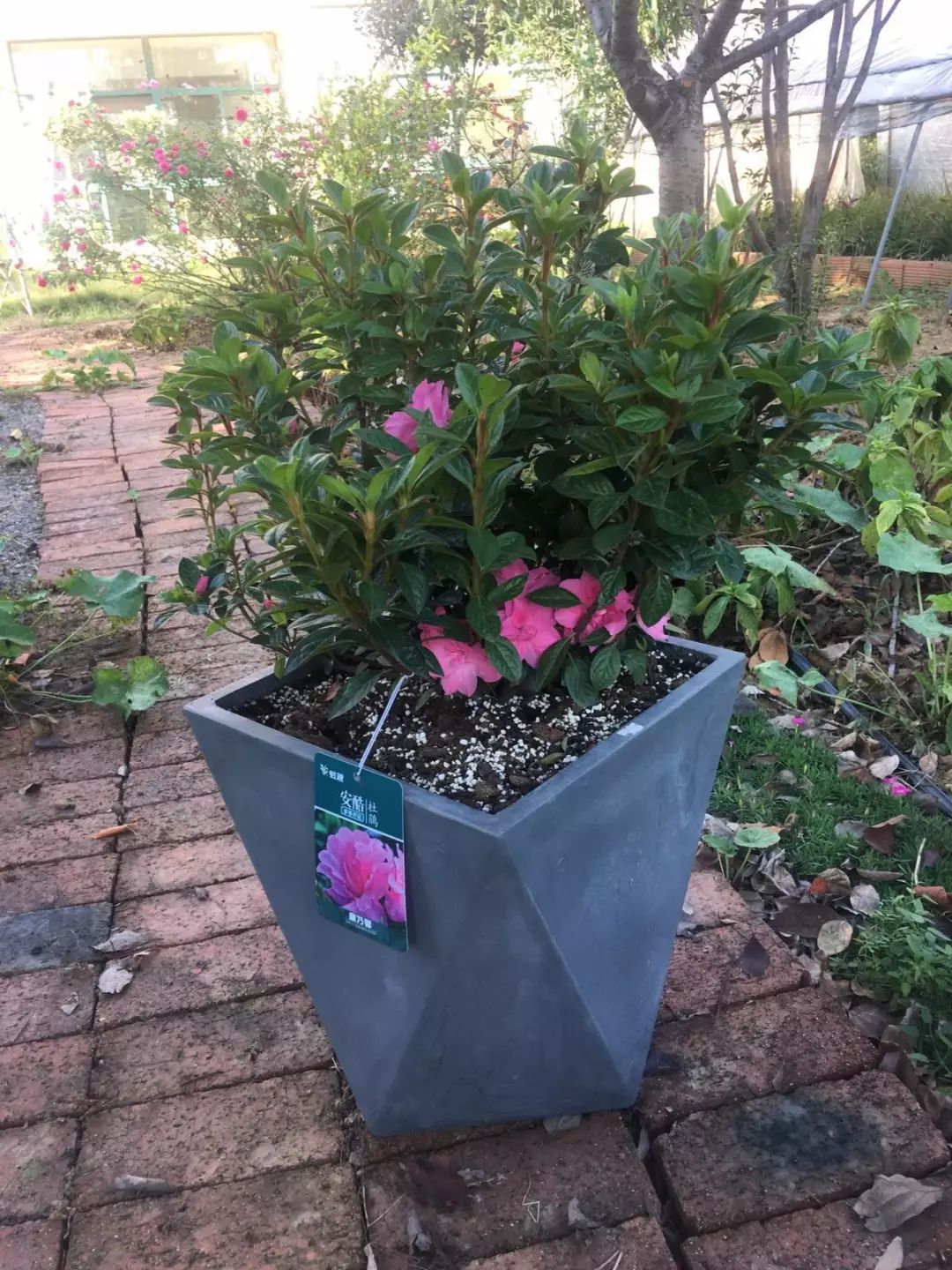 试种报告 | 安酷杜鹃耐寒性测试总结