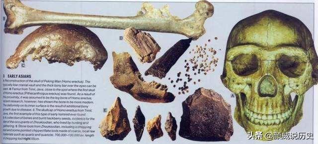 森林古猿的化石图片